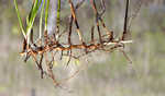 Southern umbrella sedge